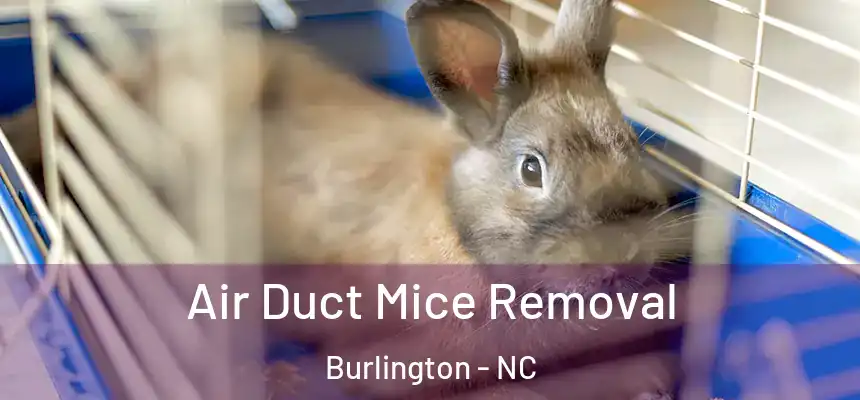 Air Duct Mice Removal Burlington - NC